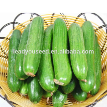 Semillas híbridas del pepino de la fruta de MCU16 ZG no.1 Parthenocarpy para las ventas